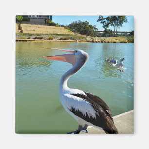 Oh Im a Happy Pelican Tra Lah, Kühlschrankmagnet