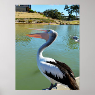Oh, im a Happy Pelican Tra Lah Lah, Wall Poster