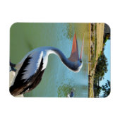 Oh Im a Happy Pelican Tra Lah, Magnet (Horizontal)