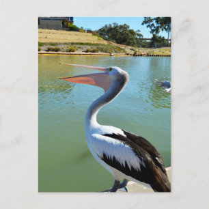 Oh Im a Happy Pelican Tra Lah, Postcard Postkarte