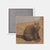 Oh nein Cringe-Katzen-Meme Magnet (Vorderseite/Rückseite)