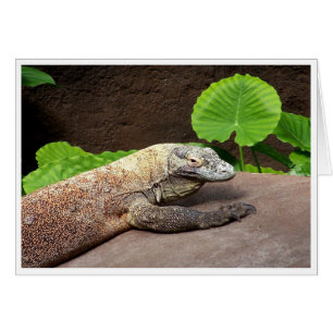 "Oh nein... es ist Komodo!"
