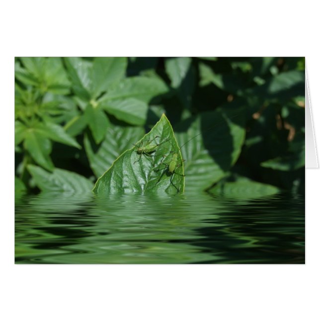 Oh-Oh! (Vorderseite (Horizontal))