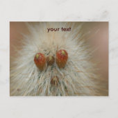 Oh Postkarte (Vorderseite)