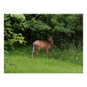 Oh Rotwild! Poster (Vorderseite)