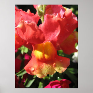 Oh, schläfst! Dragon Poster