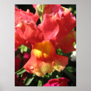 Oh Verschluss! Drache Poster