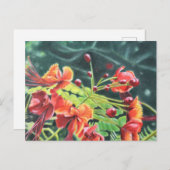 Ohai Alii Postkarte (Vorne/Hinten)