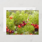 Ohelo Berries Postkarte (Vorne/Hinten)