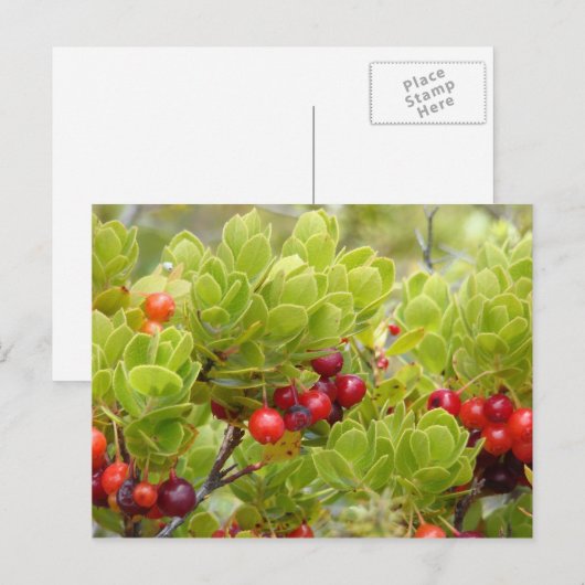 Ohelo Berries Postkarte (Vorne/Hinten)
