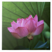 Ohga Lotus, Sankei-en Garden, Yokohama, Japan Fliese (Vorderseite)