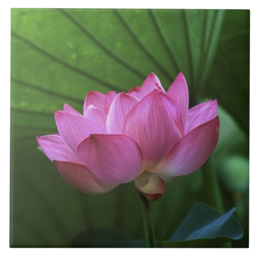 Ohga Lotus, Sankei-en Garden, Yokohama, Japan Fliese (Vorderseite)