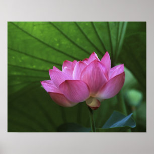 Ohga Lotus, Sankei-en Garden, Yokohama, Japan Poster
