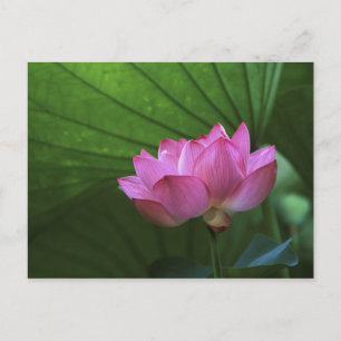 Ohga Lotus, Sankei-en Garden, Yokohama, Japan Postkarte