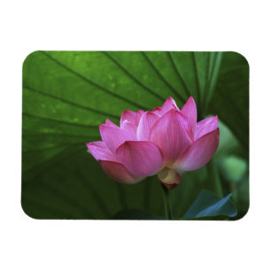 Ohga-Lotus, Sankei-en-Garten, Yokohama, Japan Magnet