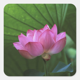 Ohga-Lotus, Sankei-en-Garten, Yokohama, Japan Quadratischer Aufkleber