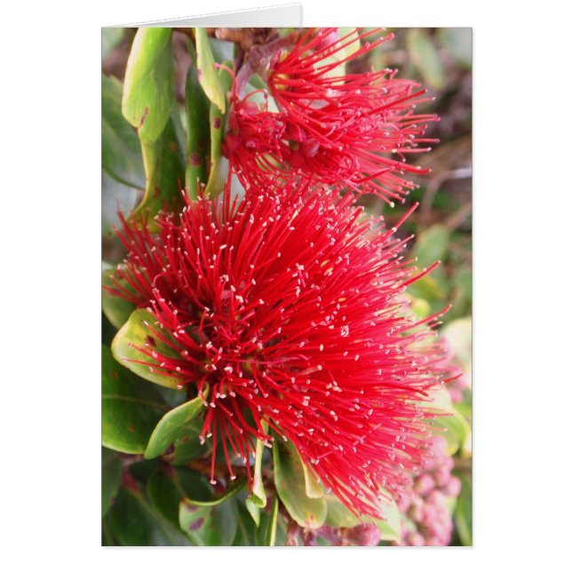 Ohia Lehua (Vorne)