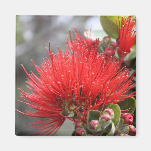Ohia Lehua blossom Magnet (Vorne)