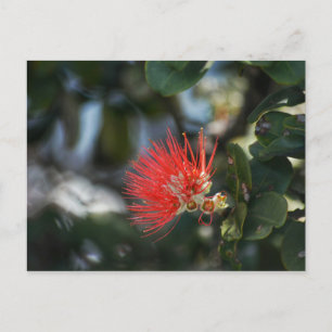 Ohia Lehua Blossom Postkarte