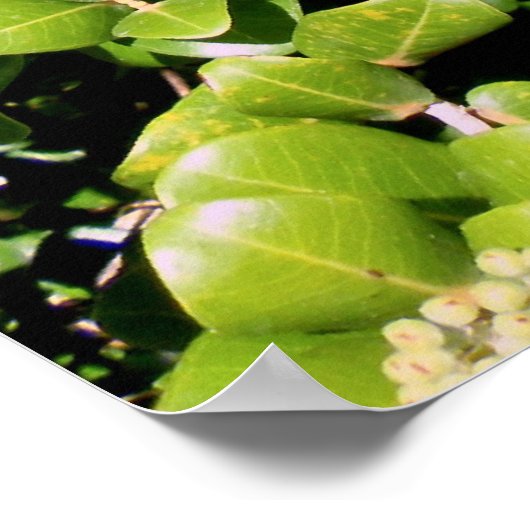 Ohia Lehua Poster (Ecke)