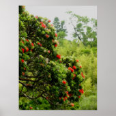Ohia Lehua Poster (Vorne)