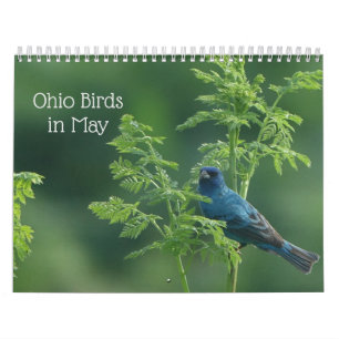 Ohio Birds im Mai Kalender