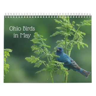 Ohio Birds im Mai Kalender