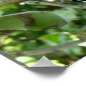 Ohio Blue Frack Butterfly Poster (Ecke)