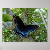 Ohio Blue Frack Butterfly Poster (Vorne)