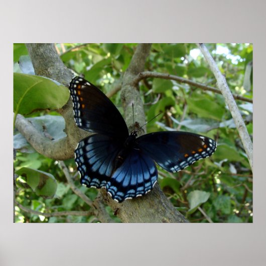 Ohio Blue Frack Butterfly Poster (Vorne)