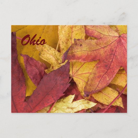 Ohio Herbstleaves Postkarte (Vorderseite)