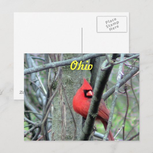 Ohio Kardinal Postcard Postkarte (Vorne/Hinten)