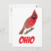 Ohio Kardinal Postkarte (Vorne/Hinten)