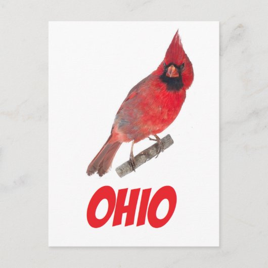 Ohio Kardinal Postkarte (Vorderseite)