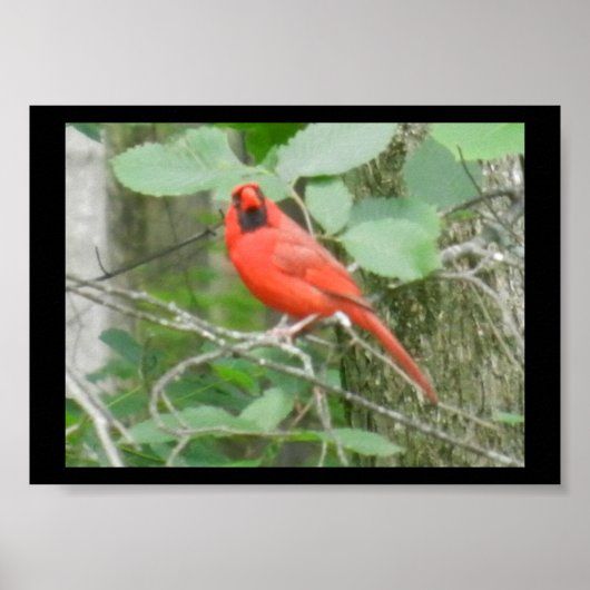 OHIO RED KARDINAL POSTER (Vorne)