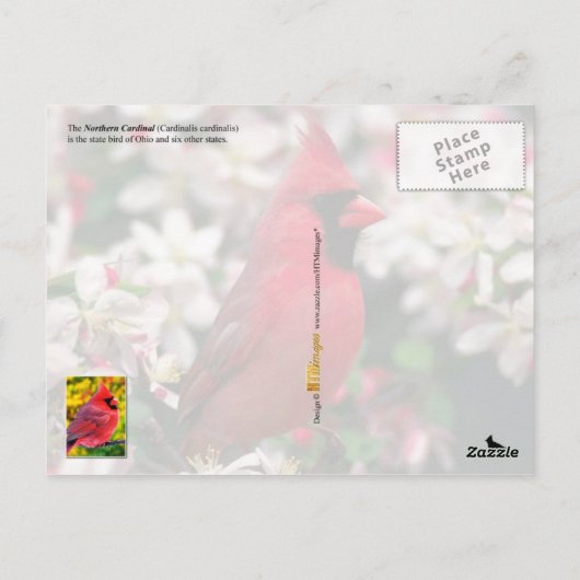 Ohio Staat Bird - Nordlicher Kardinal Postkarte (Rückseite)