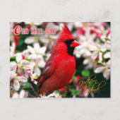 Ohio Staat Bird - Nordlicher Kardinal Postkarte (Vorderseite)
