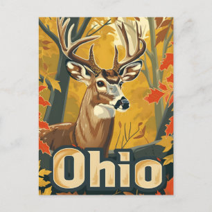 Ohio Weißschwanzhirsche Postkarte