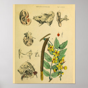 Ohr Medizinische Pflanzen Anatomie Kunst Druck Poster