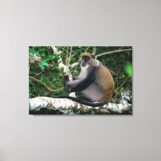 Ohr Tagged Samango Monkey Leinwanddruck (Vorderseite)