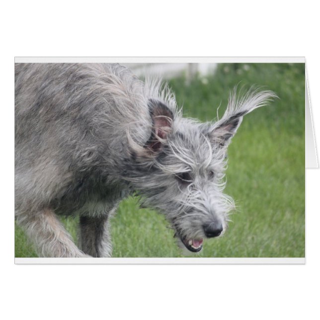 Ohren (Vorderseite (Horizontal))