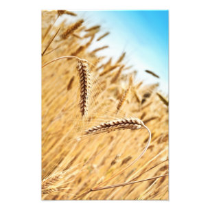 Ohren des goldenen Weizens gegen Weizen-Feld Fotodruck