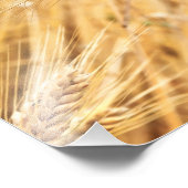 Ohren von goldenem Weizen gegen Weizenfeld Fotodruck (Ecke)