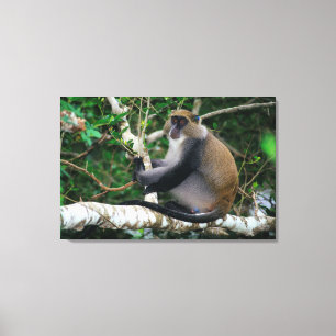 Ohrenmarkierter Samango-Meerkatze Leinwanddruck
