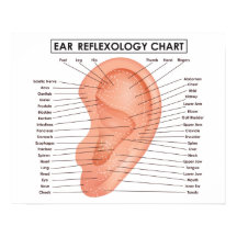 Ohrreflexologie Diagramm 20" x 16", (Matte) Poster