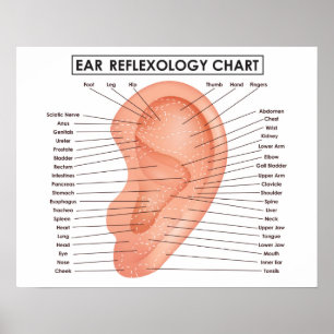 Ohrreflexologie Diagramm 20" x 16", (Matte) Poster