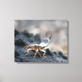 Ohrwig, Dermaptera Leinwanddruck (Vorderseite)