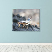 Ohrwig, Dermaptera Leinwanddruck (Insitu (Holzboden))