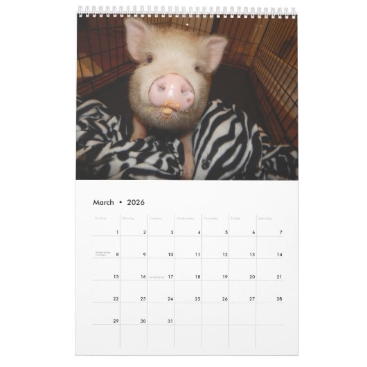 Oinking Morgen-Minischweine Kalender (Mär 2026)