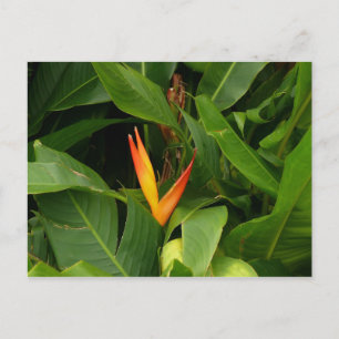 Oiseau-de-Paradis - Martinique, FWI Postkarte